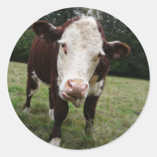 Adesivo Redondo Vaca Saindo Da Língua