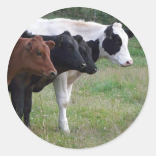 Adesivo Redondo Vacas em seguido
