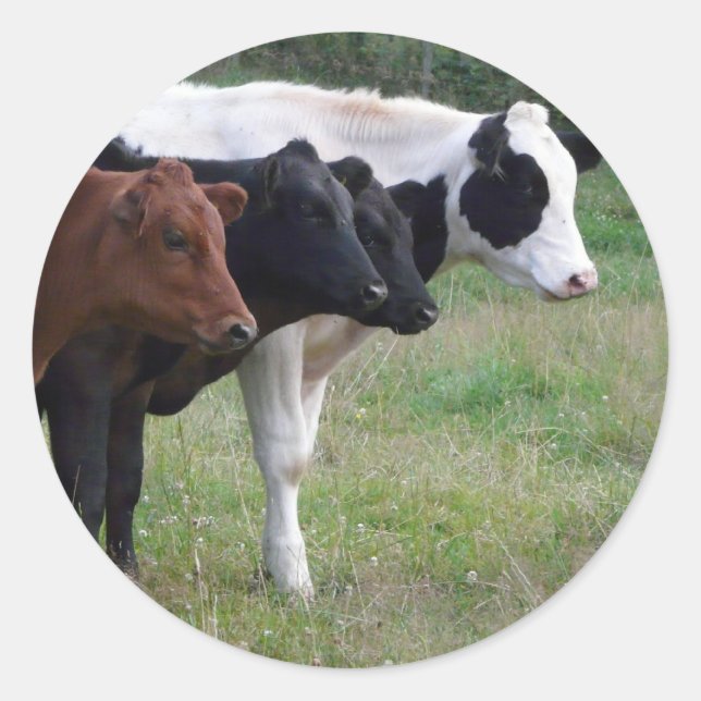 Adesivo Redondo Vacas em uma Linha (Frente)