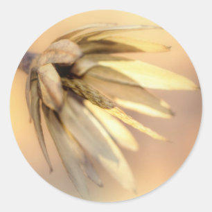 Adesivo Redondo Vagem vazio da semente do álamo de tulipa