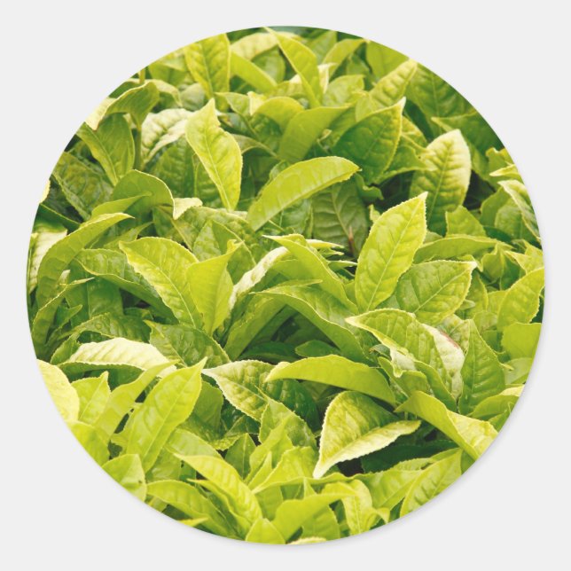 Adesivo Redondo variedade indiana de chá (Frente)