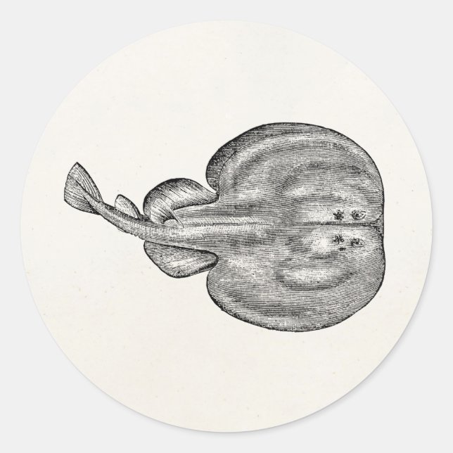 Adesivo Redondo Vazio de Modelo de Stringray de Ray Elétrico Vinta (Frente)