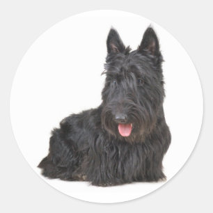 Adesivo Redondo Vedante de Cão-de-Cachorro-Terrier preto
