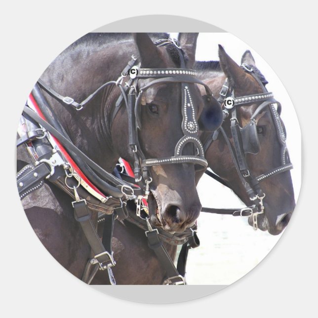 Adesivo Redondo Vedantes de Cavalos Grandes (Frente)