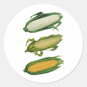 Adesivo Redondo Vegetais saudáveis da Comida de colheita, milho fr