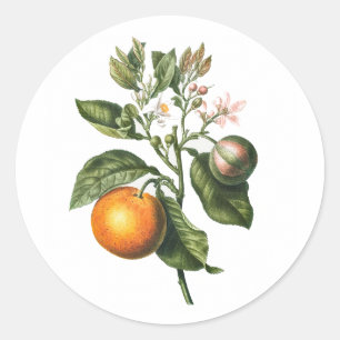 ADESIVO REDONDO VELOPE SINALIZADOR: BLOSSOM DE LARANJA