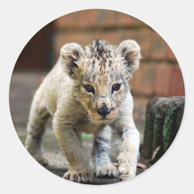 Adesivo Redondo Vendedor de leão (Frente)