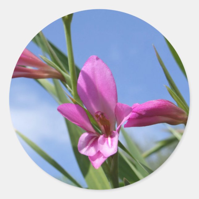 Adesivo Redondo Ventiladores cor-de-rosa primavera (Frente)