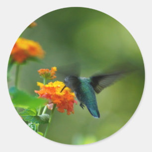 Adesivo Redondo Verão Hummer!