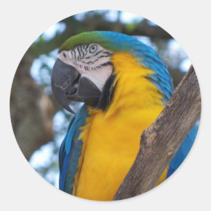 Adesivo Redondo Verde amarelo e Macaw tropical azul