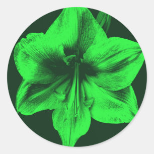 Adesivo Redondo Verde Amaryllis