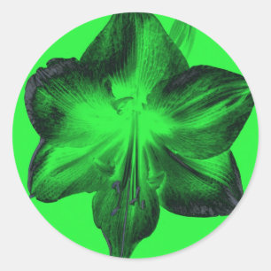Adesivo Redondo Verde Escuro sobre o Amaryllis Verde Claro