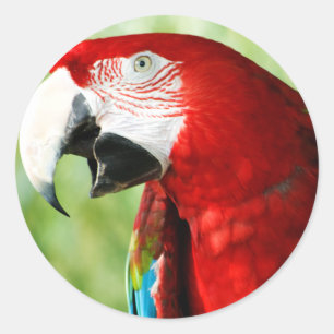 Adesivo Redondo Vermelho brilhante