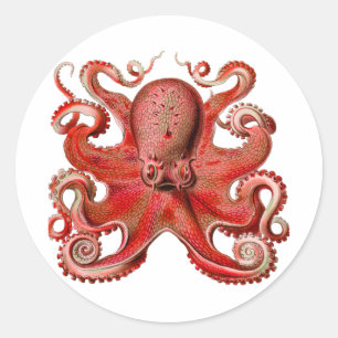 Adesivo Redondo Vermelho Octopus Haeckel