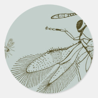 Adesivo Redondo Vespas, Aspidiotifagos Citrinus