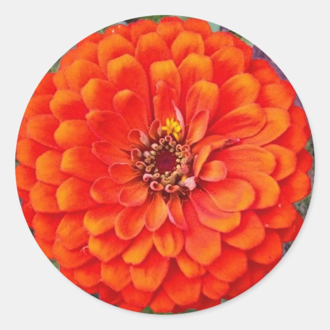 Adesivo Redondo Vibração Laranja Zinnia Palha Floral/Selos (Frente)
