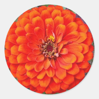 Adesivo Redondo Vibração Laranja Zinnia Palha Floral/Selos