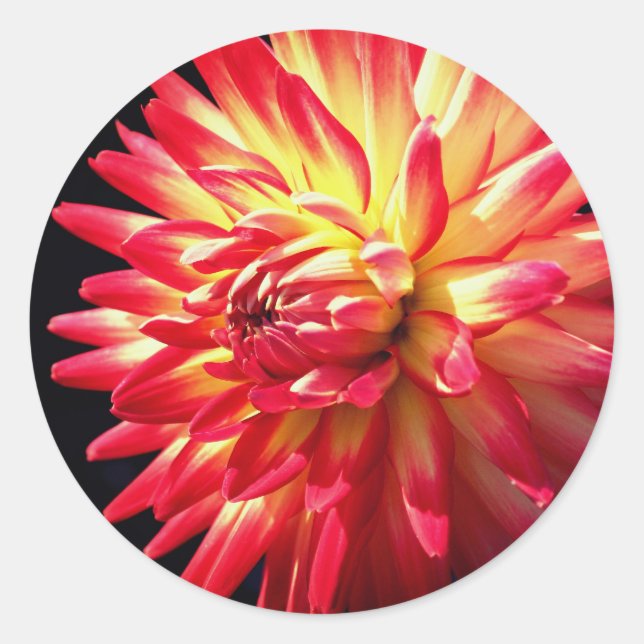 Adesivo Redondo Vibrant Dahlia Flower (Frente)