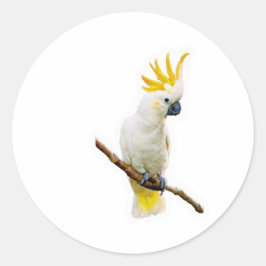 Adesivo Redondo Vibrante Cacatua Tropical - Papagaio Indonésio Exó