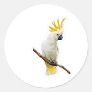 Adesivo Redondo Vibrante Cacatua Tropical - Papagaio Indonésio Exó