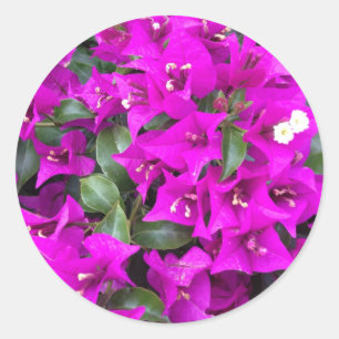 Adesivo Redondo Vibrantes flores de Bougainvillea Roxa