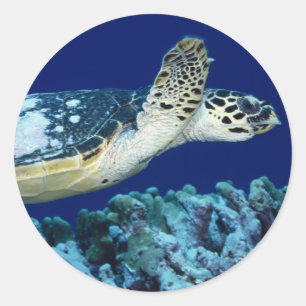 Adesivo Redondo Vida marítima - Tartaruga marinha