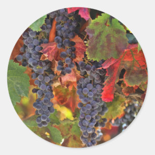 Adesivo Redondo Vinhas De Colheita Vinhas De Vinho