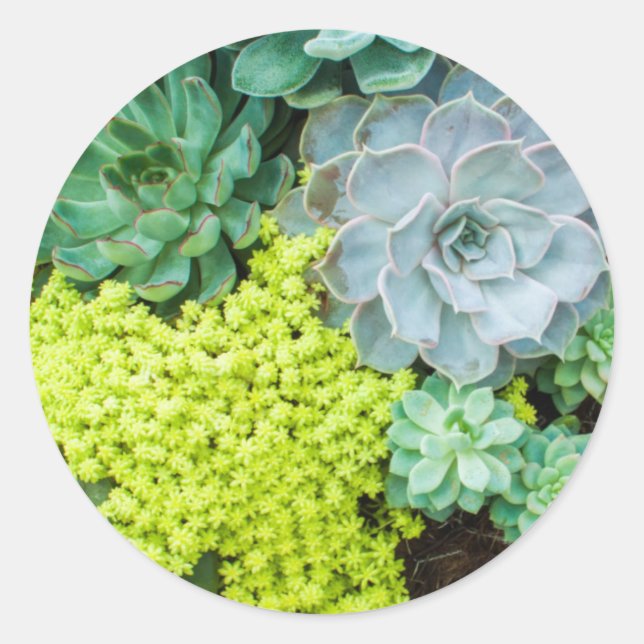 Adesivo Redondo Vinheta (Frente)