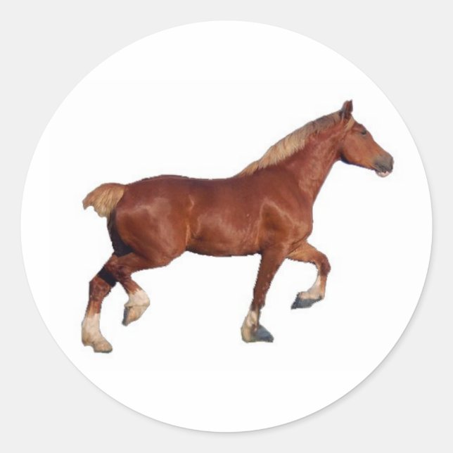 Adesivo Redondo Vinheta belga para cavalos (Frente)