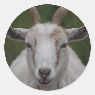 Adesivo Redondo Vinheta branca de cabra