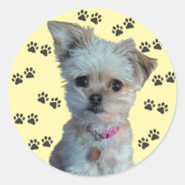 Adesivo Redondo Vinheta Canina