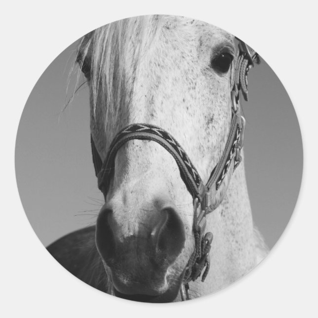 Adesivo Redondo Vinheta Cavalo Branco (Frente)