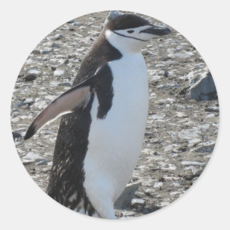 Adesivo Redondo Vinheta: Chinstrap Penguin