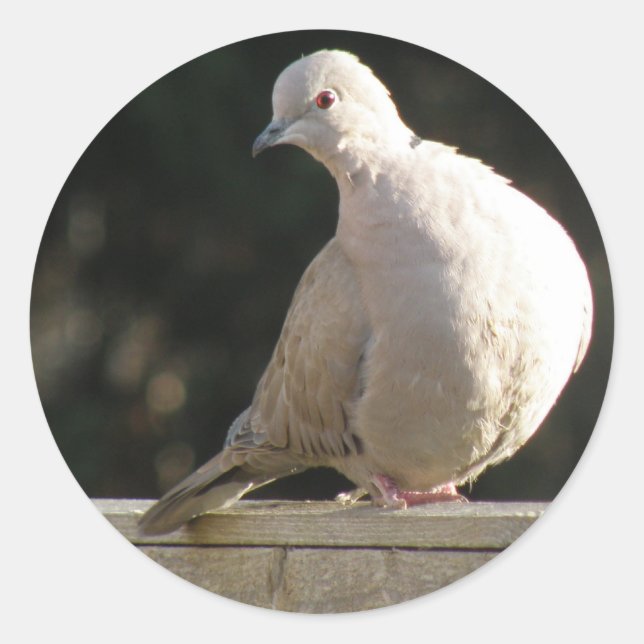 Adesivo Redondo Vinheta Collared Dove (Frente)