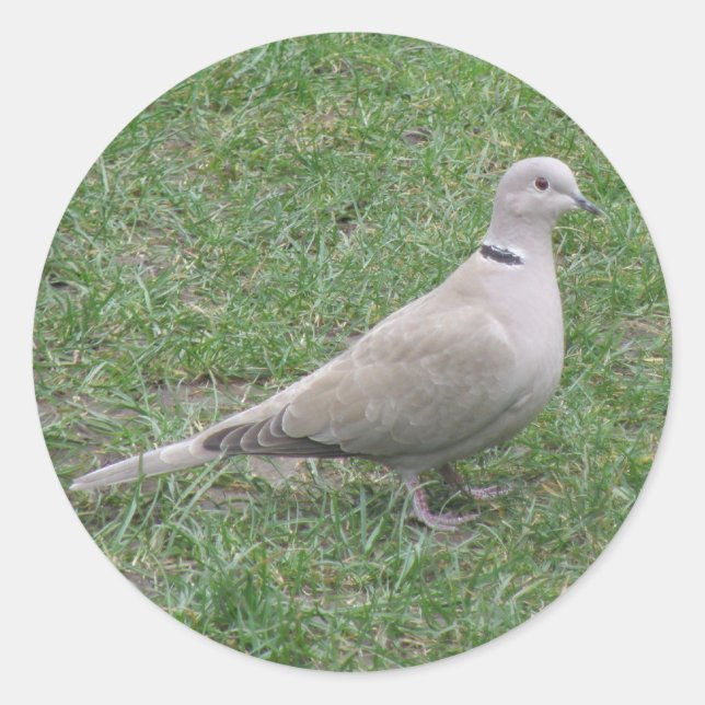 Adesivo Redondo Vinheta Collared Dove (Frente)
