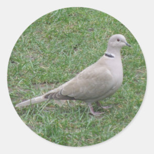 Adesivo Redondo Vinheta Collared Dove