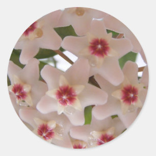 Adesivo Redondo Vinheta com flores de Hoya carnosa