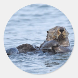 Adesivo Redondo Vinheta da lontra
