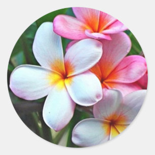 Adesivo Redondo Vinheta das Flores do Havaí