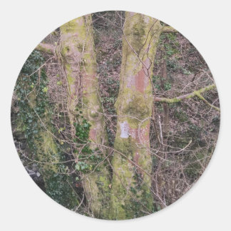 Adesivo Redondo Vinheta de Árvores Espelhadas