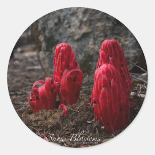 Adesivo Redondo Vinheta de Blossomas de Neve