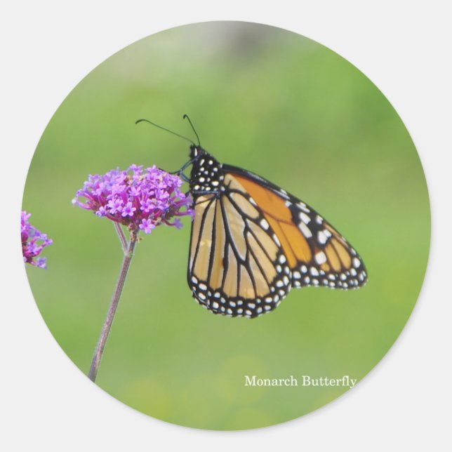 Adesivo Redondo Vinheta de borboleta monarca (Frente)