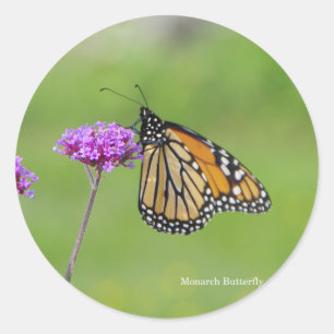 Adesivo Redondo Vinheta de borboleta monarca