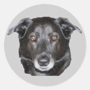 Adesivo Redondo Vinheta de Cachorro Negro Labrador Retriever