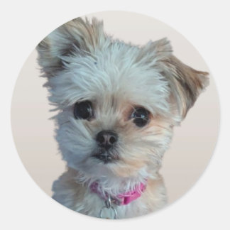 Adesivo Redondo Vinheta de cão