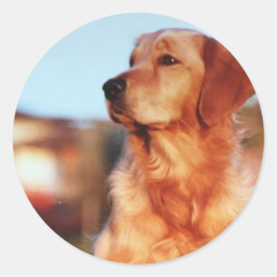 Adesivo Redondo Vinheta de cão de Ouro campeão