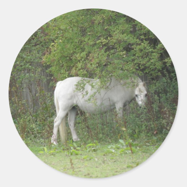 Adesivo Redondo Vinheta de Cavalo Branco Tímido (Frente)