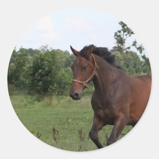 Adesivo Redondo Vinheta de cavalos de baía (Frente)