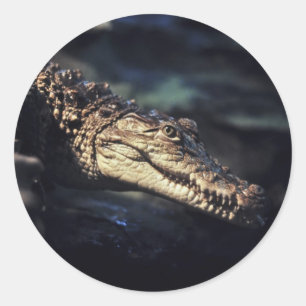Adesivo Redondo Vinheta de crocodilo Cayman