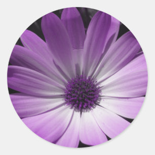 Adesivo Redondo Vinheta de Daisy-Flower Roxo